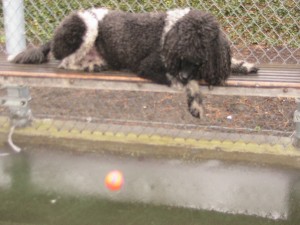 Maybe I'll lie down, but wait! My ball keeps falling.