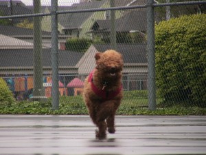 "Look at me runs! I's a fast puppy!"