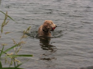 swimming