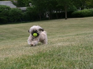 Perrito plays fetch, too!