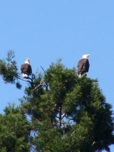 two eagles