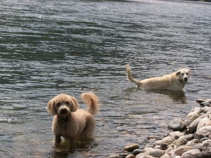river dogs