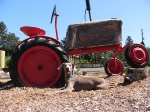 tractor dog