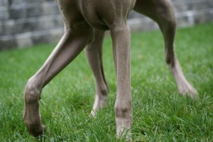 deer legs