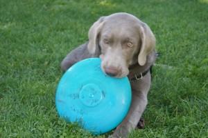 my frisbee