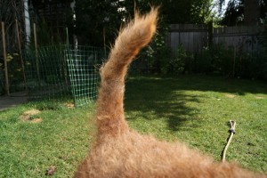 gemma's tail