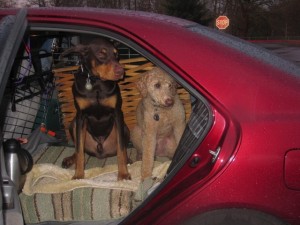 backseatdogs